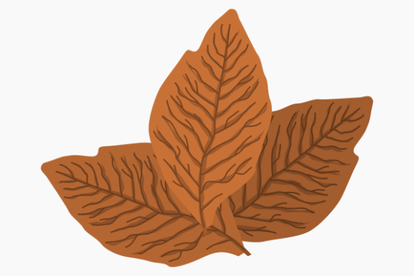 Isolated Tobacco Leaves: Rustic Graphics for Decorative Crafting